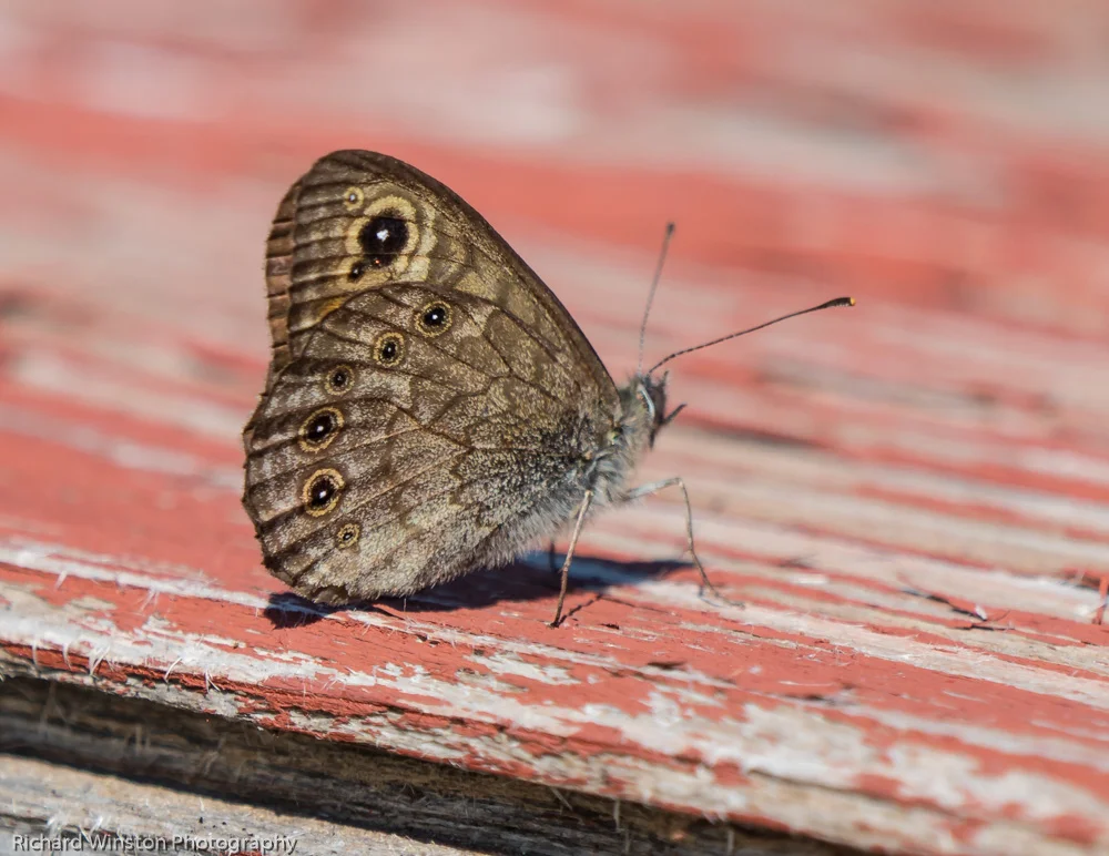Northern Wall Brown