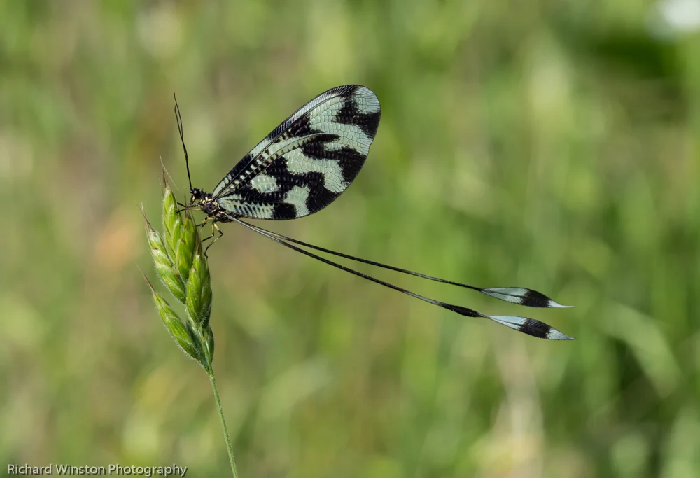 Spoonwing