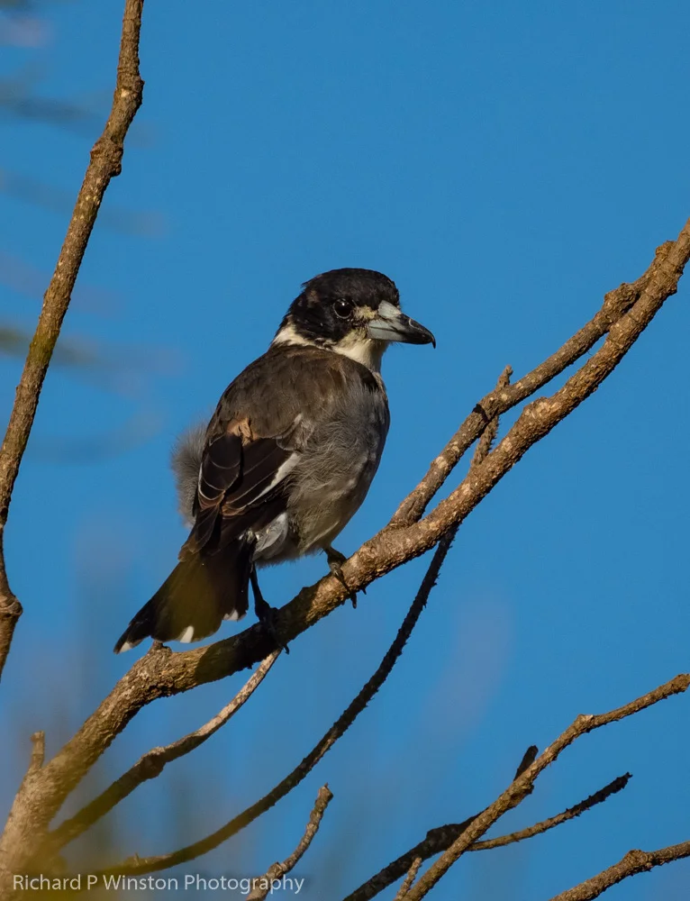 Gray Butcherbird