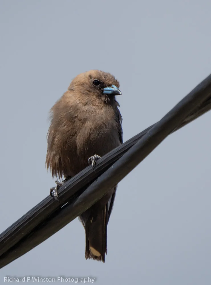 Dusky Woodswallow