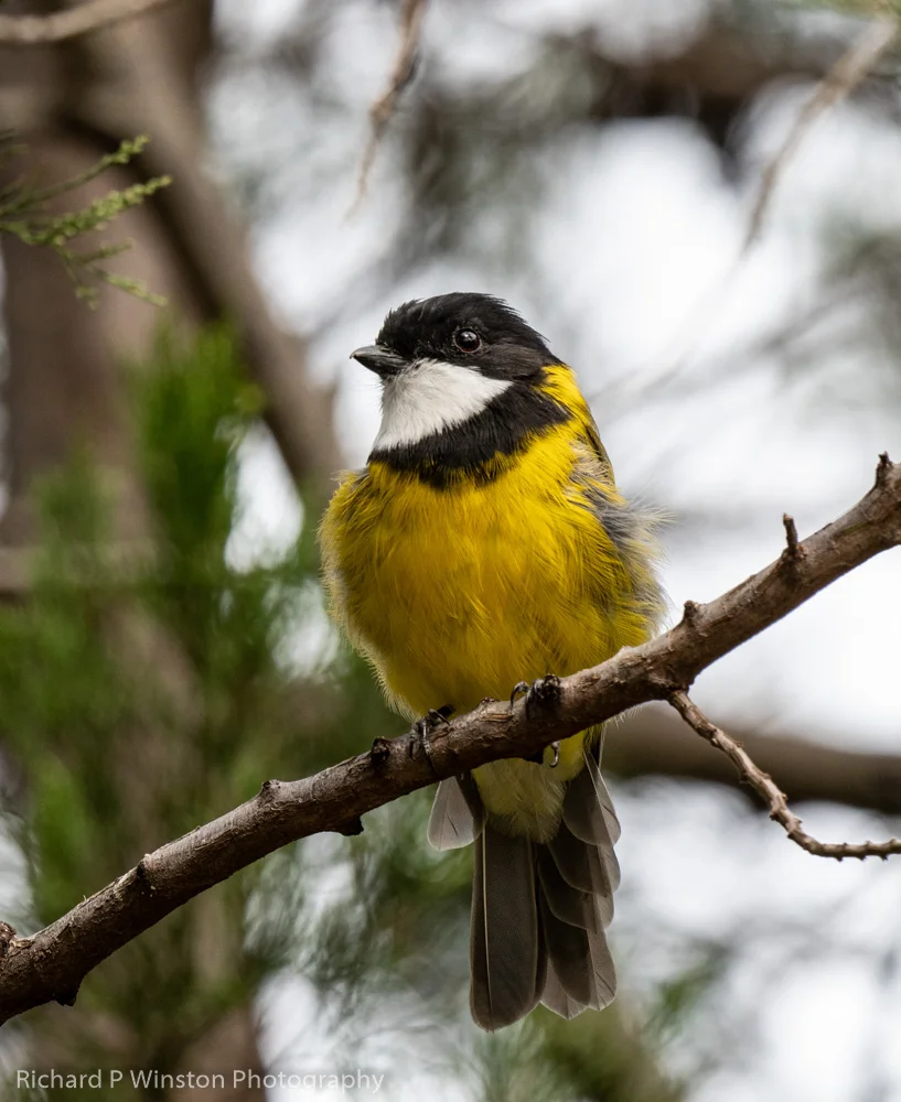 Golden Whistler