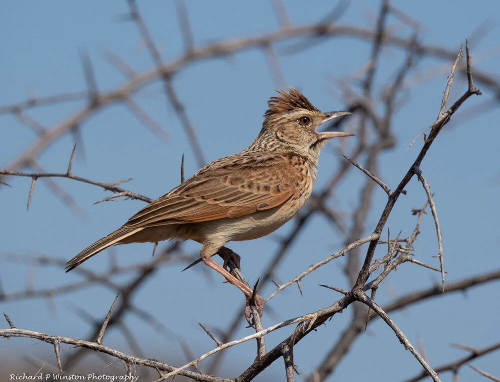 Rufous-naped Lark