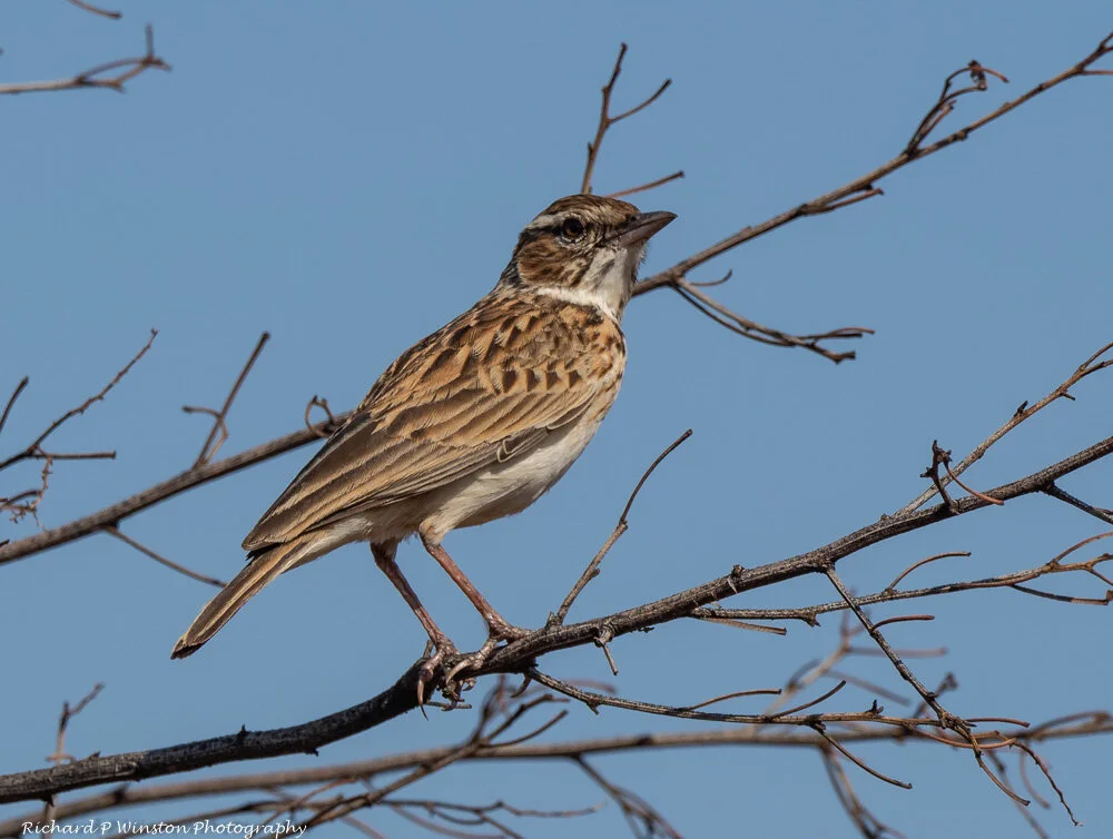 Sabota Lark