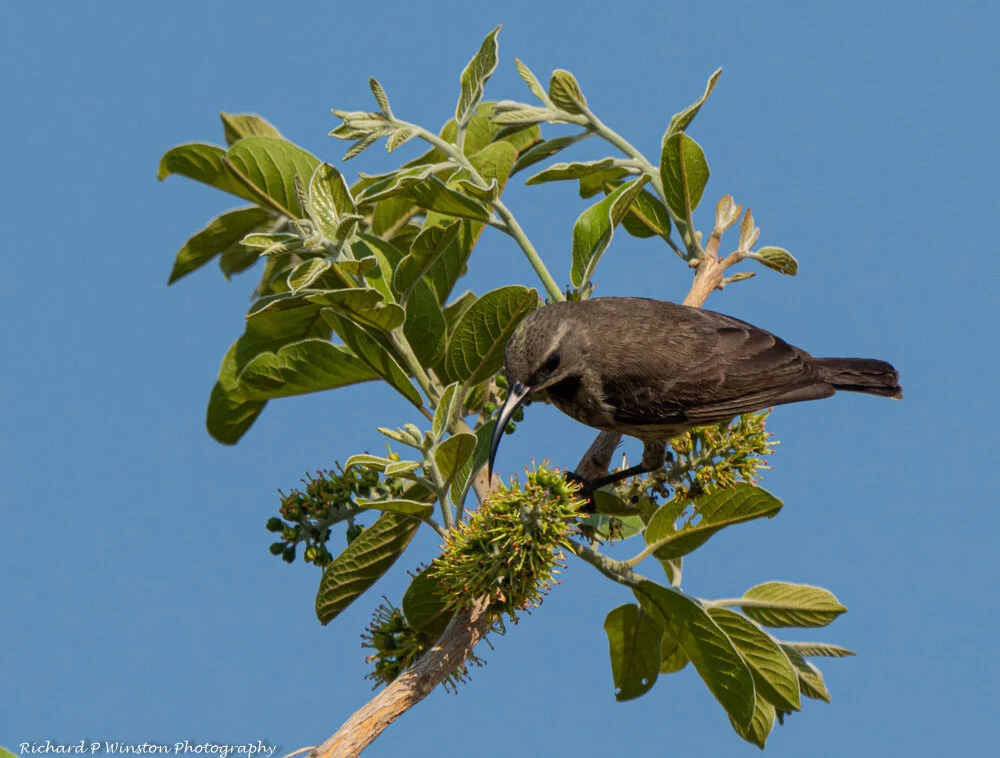 Marico Sunbird female