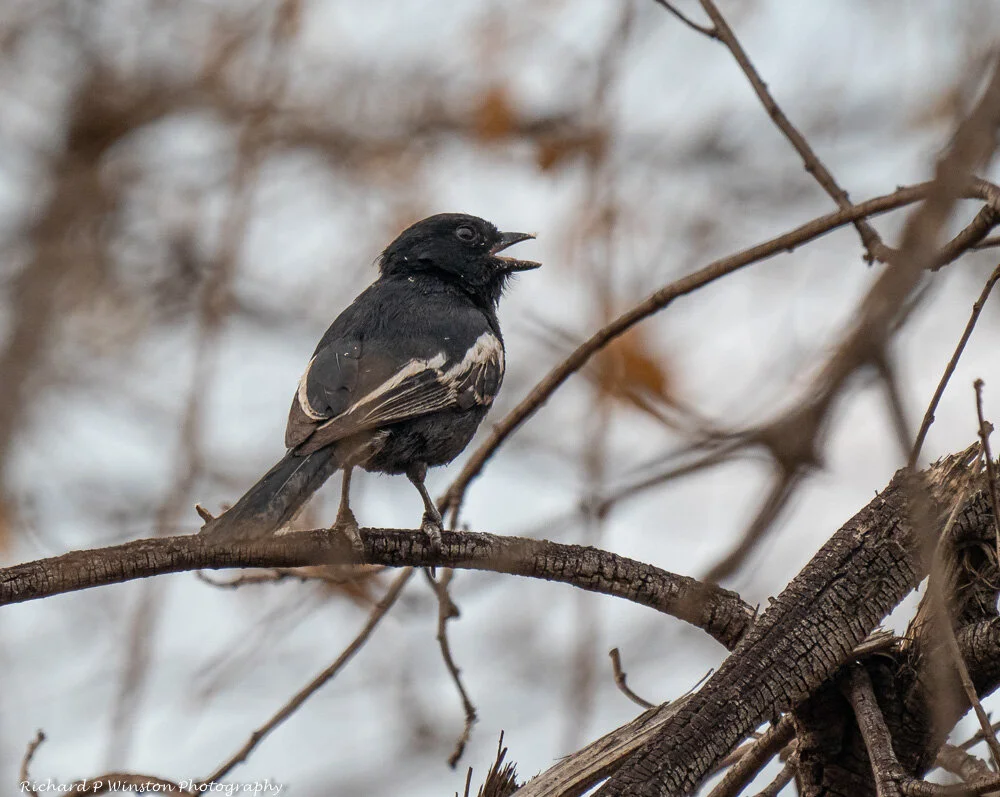 Southern Black Tit