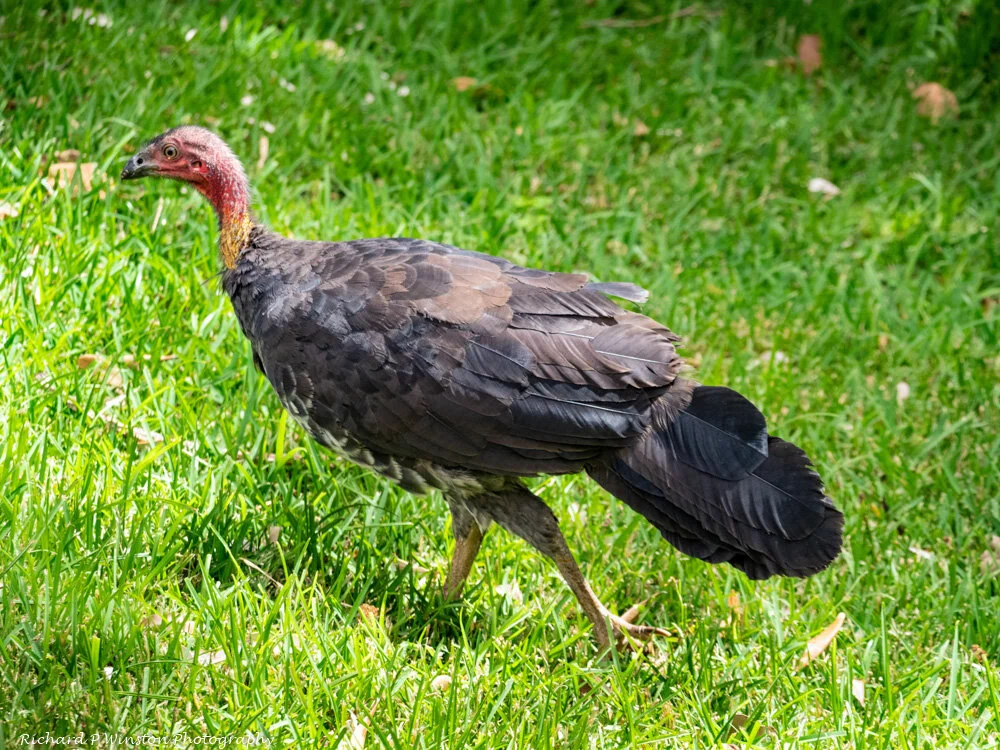Australian Brushturkey