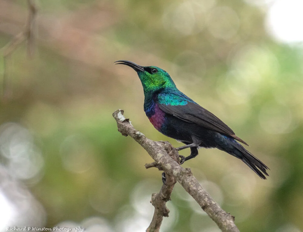 Purple-banded Sunbird