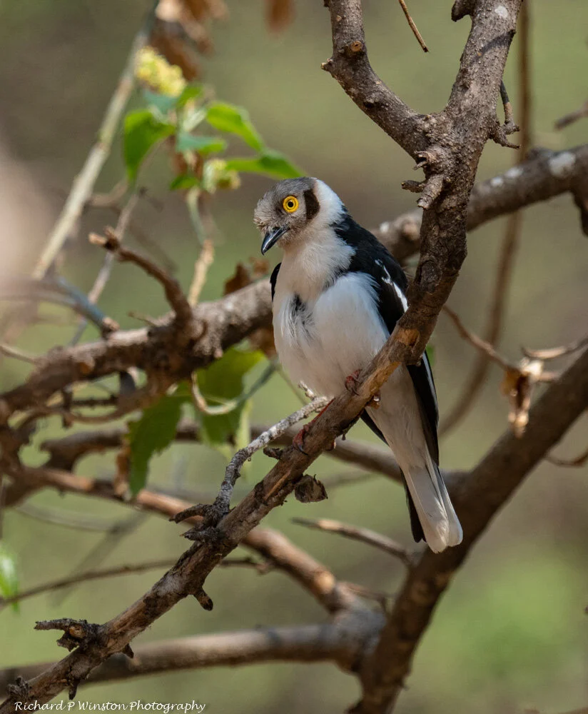 White-crested Helmetshrike