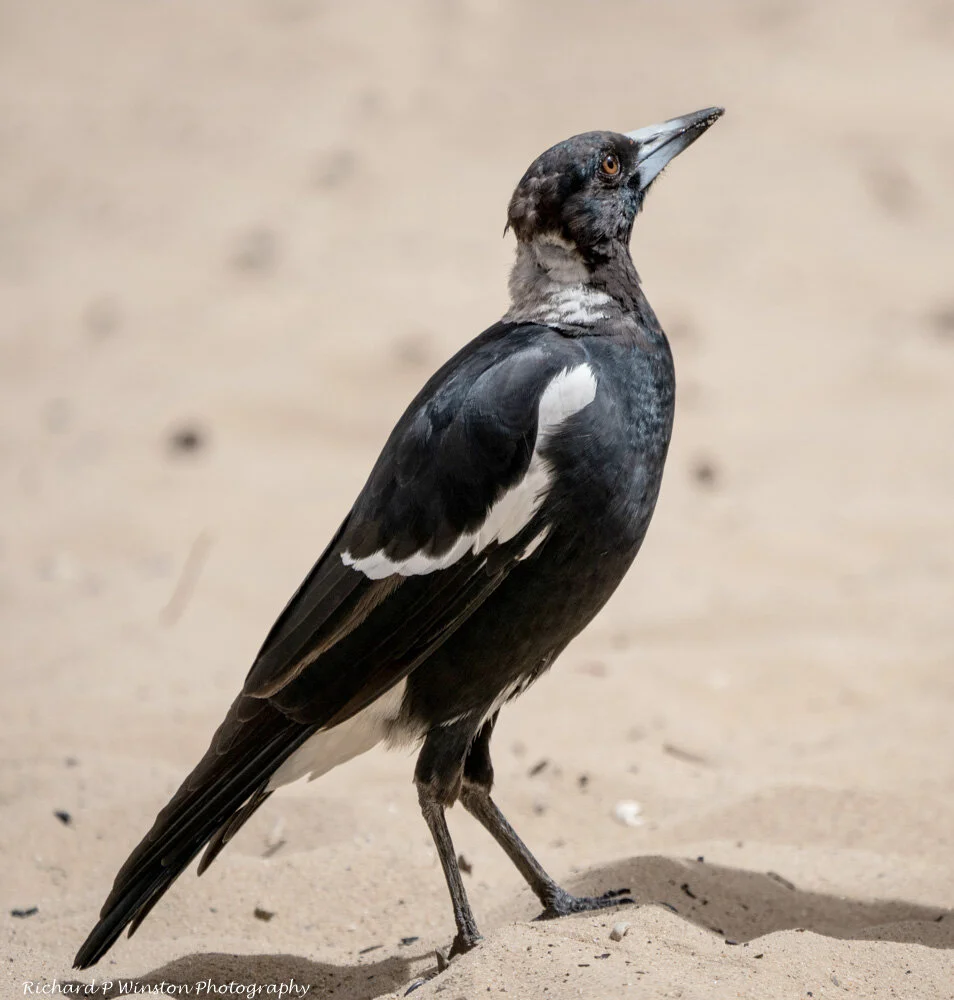 Australian Magpie