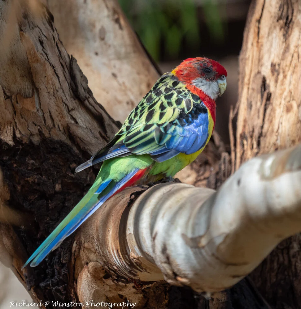 Parrots — Richard P Winston Photography