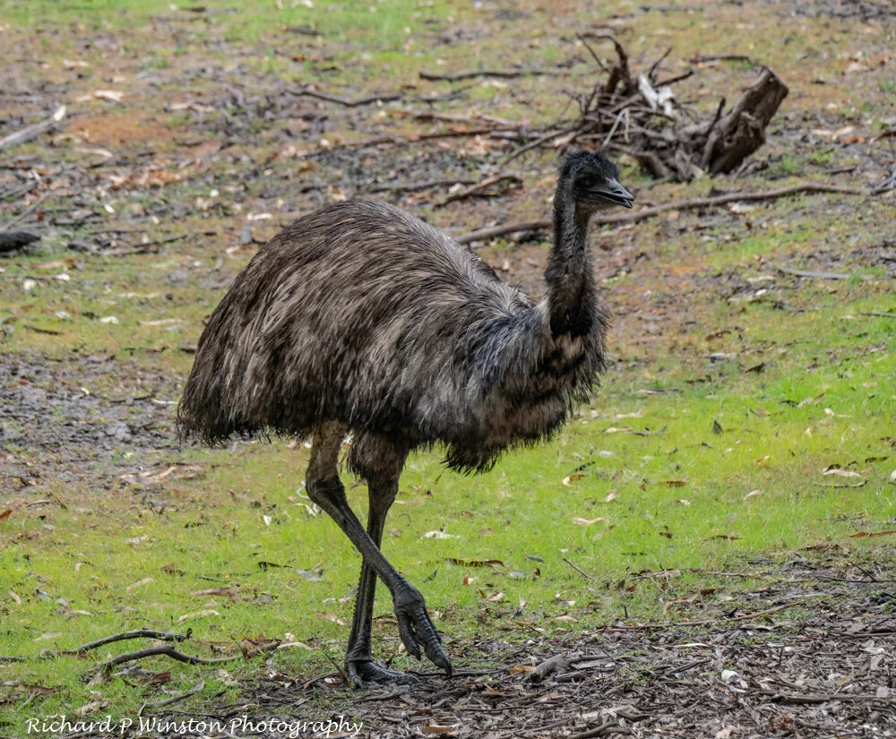 Emu