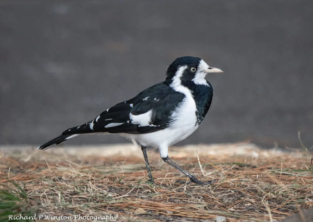 Magpie-lark