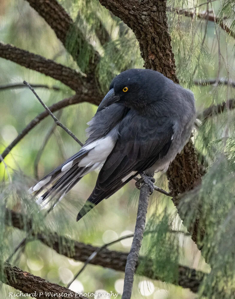 Pied Curraawong