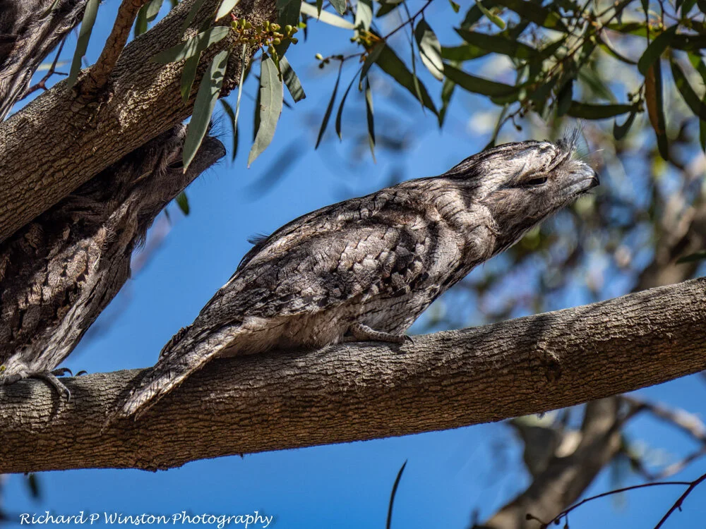 Tawny Frogmouth