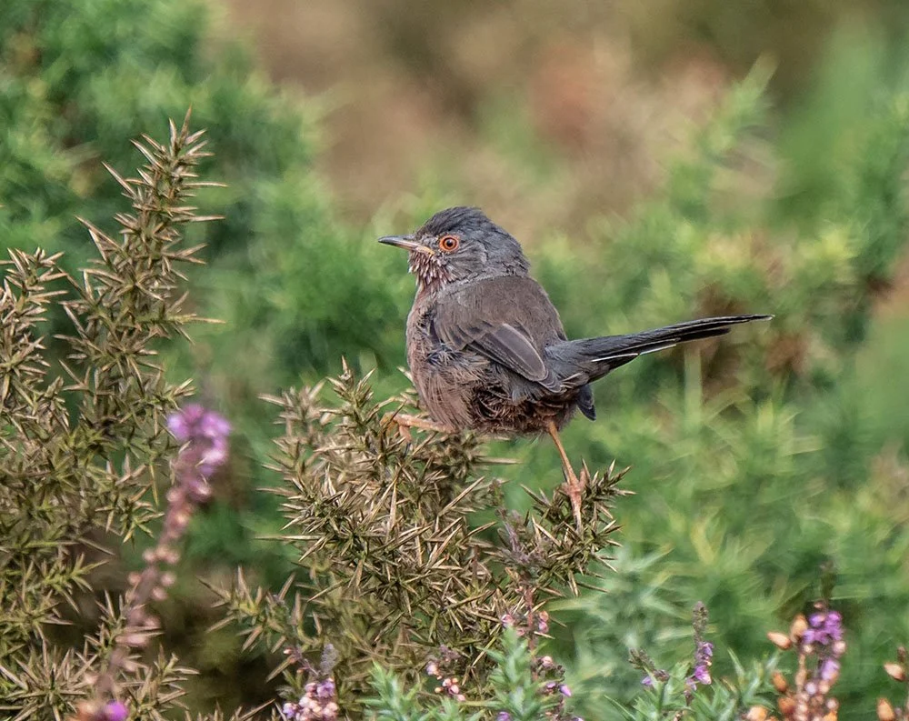 Dartford Warbler