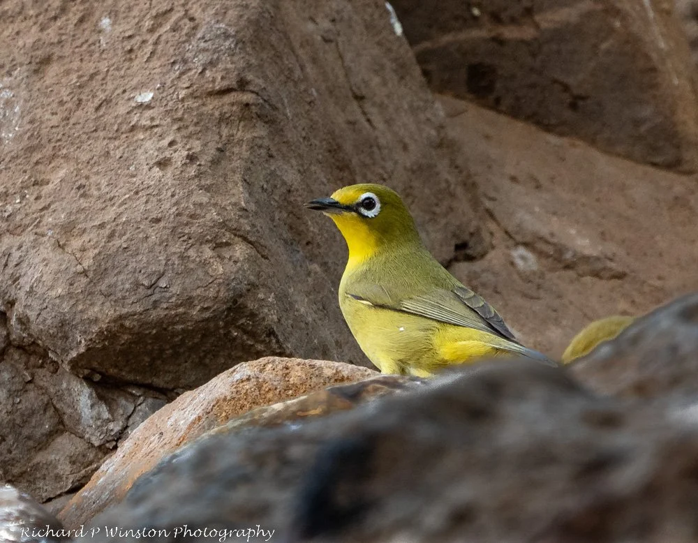 African Yellow White-eye