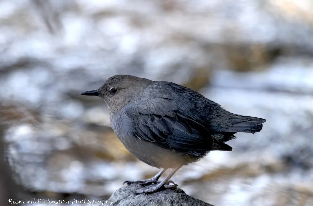 American Dipper