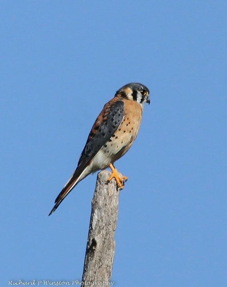American Kestrel
