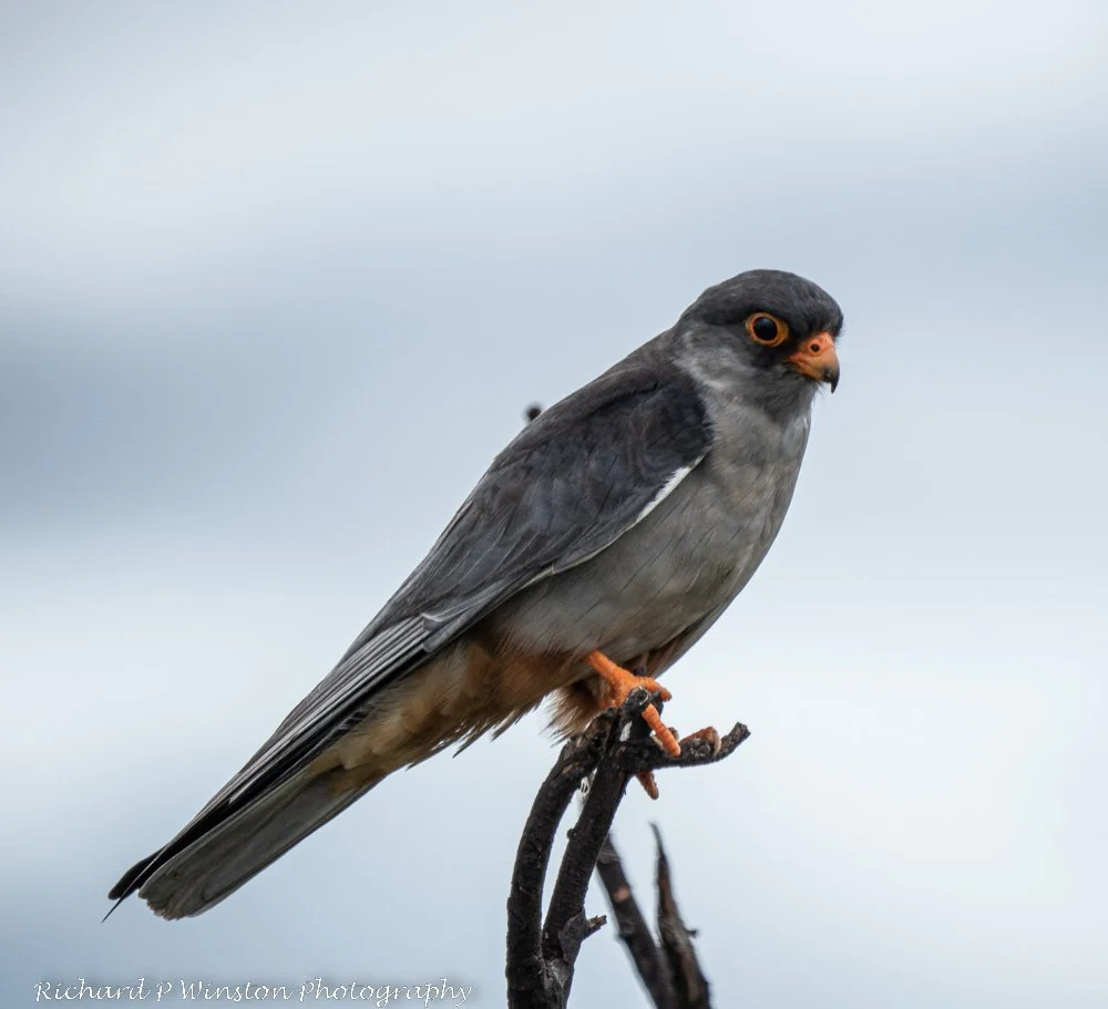 Amur Falcon