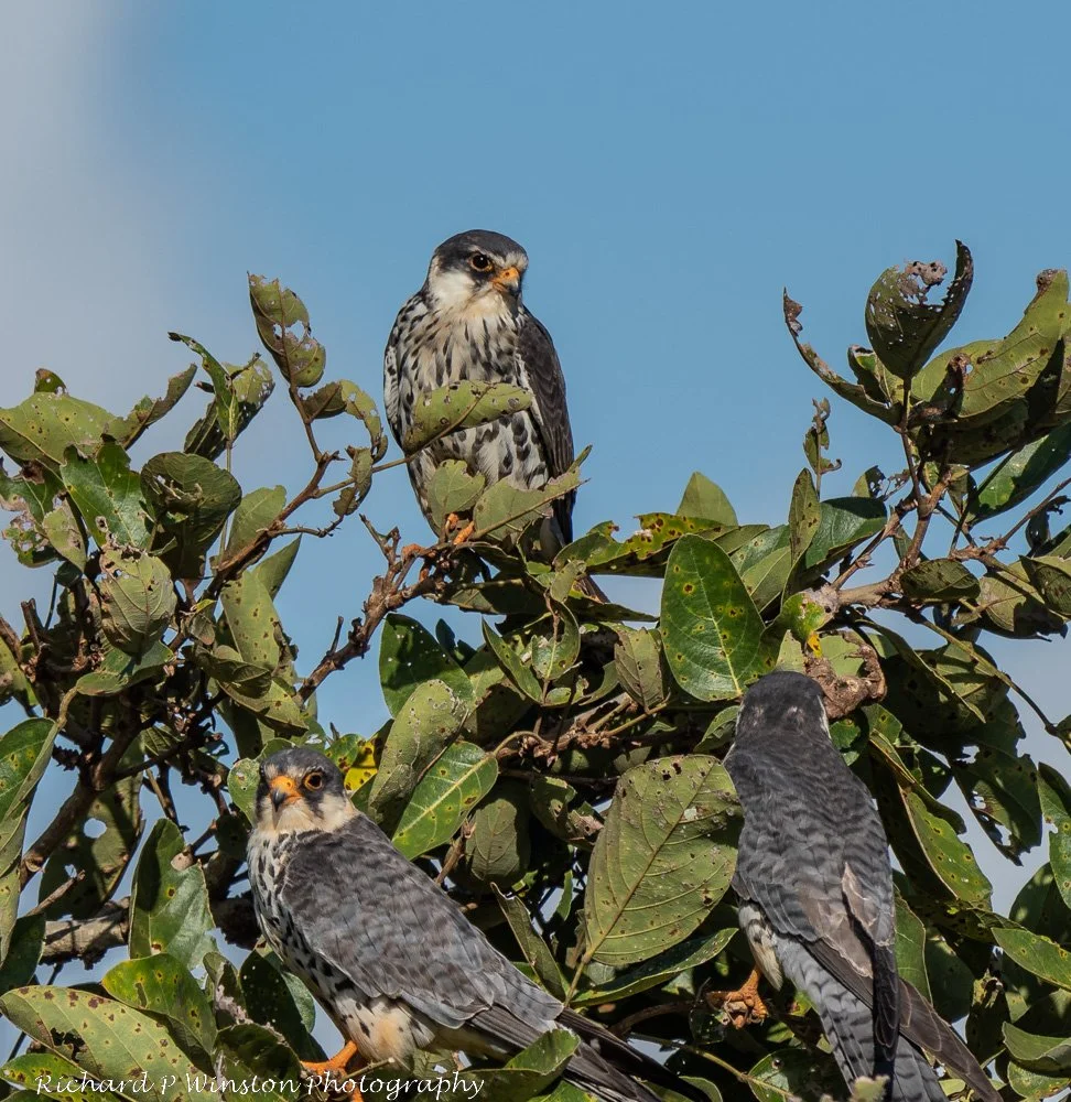 Amur Falcon female