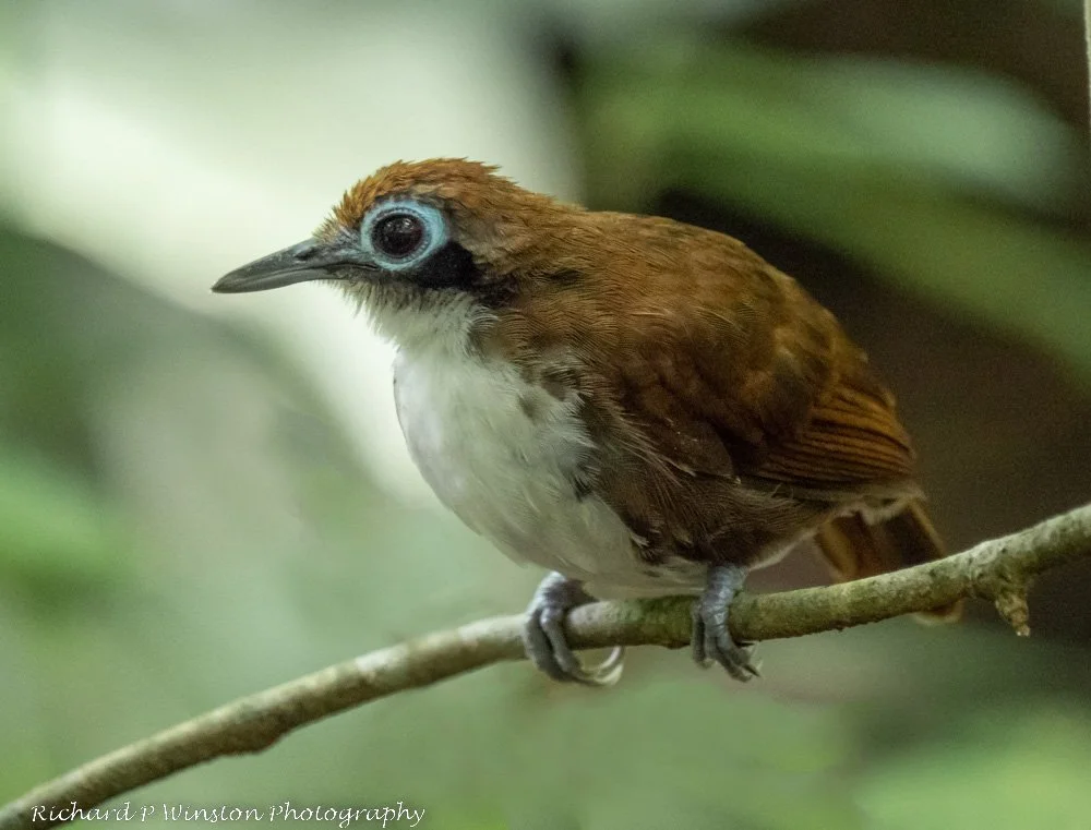 Bicoloured Antbird