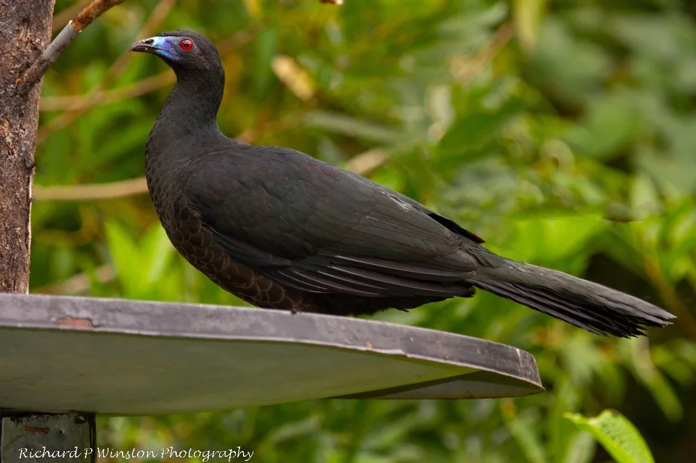 Black Guan