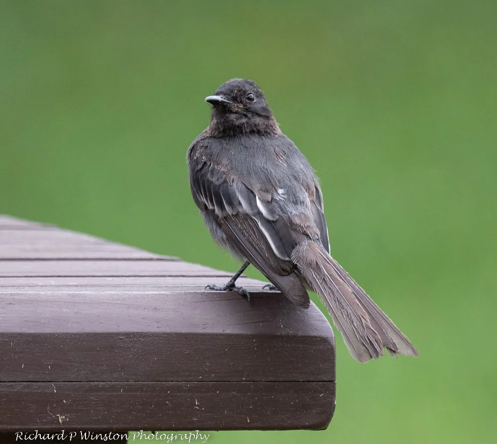 Black Phoebe