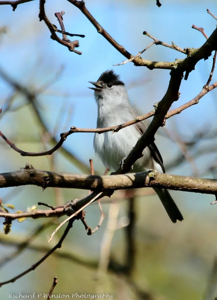 Eurasian Blackcap