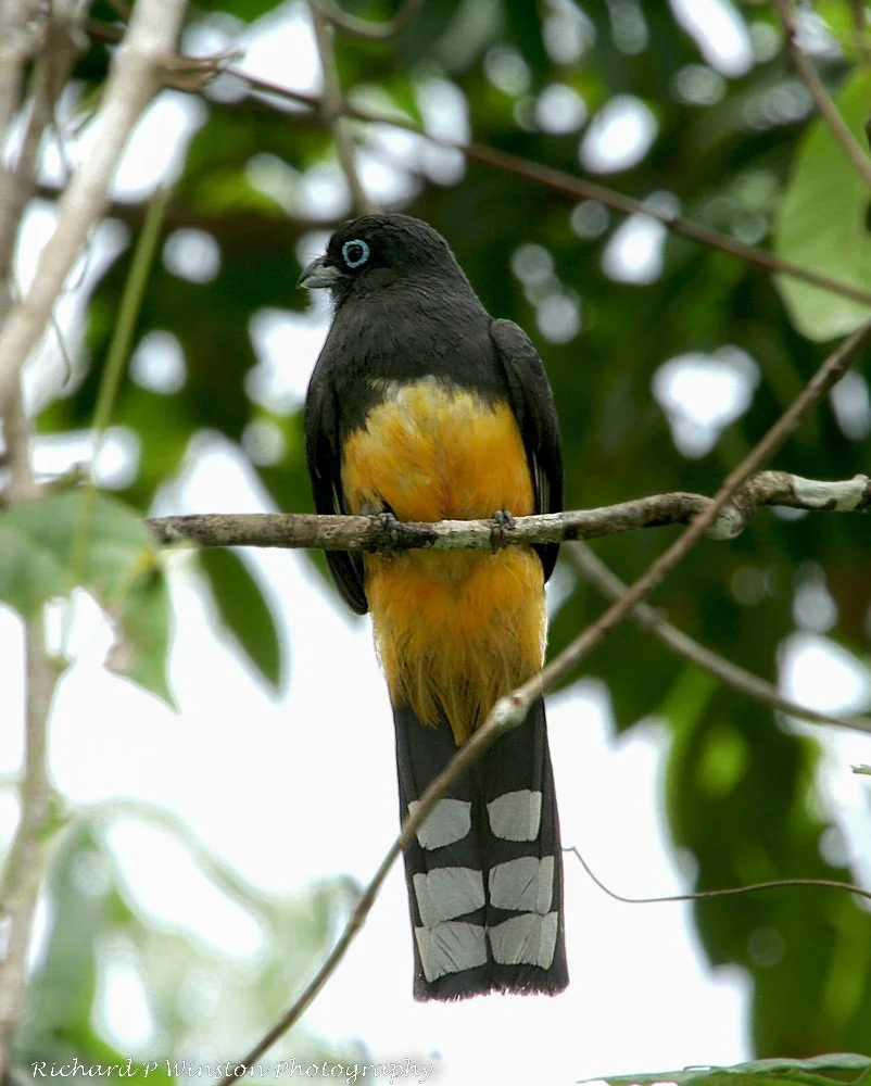 Black-headed Trogon