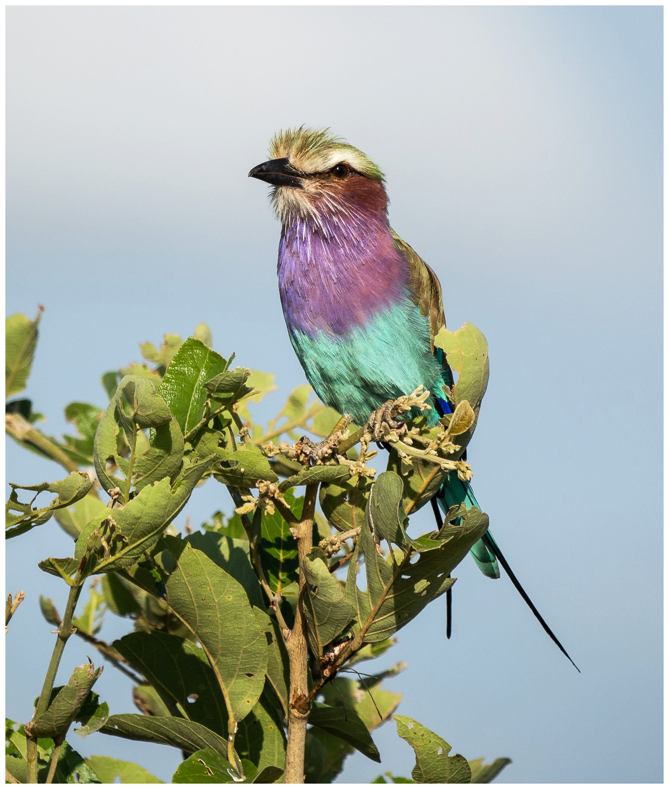 Lilac-breasted Roller