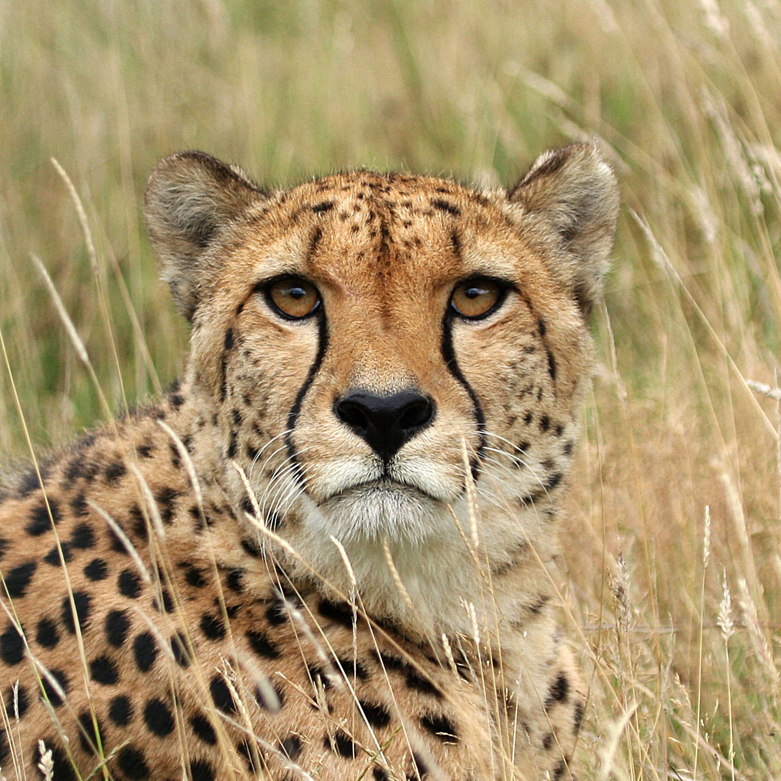 Cheetah Through the Grass