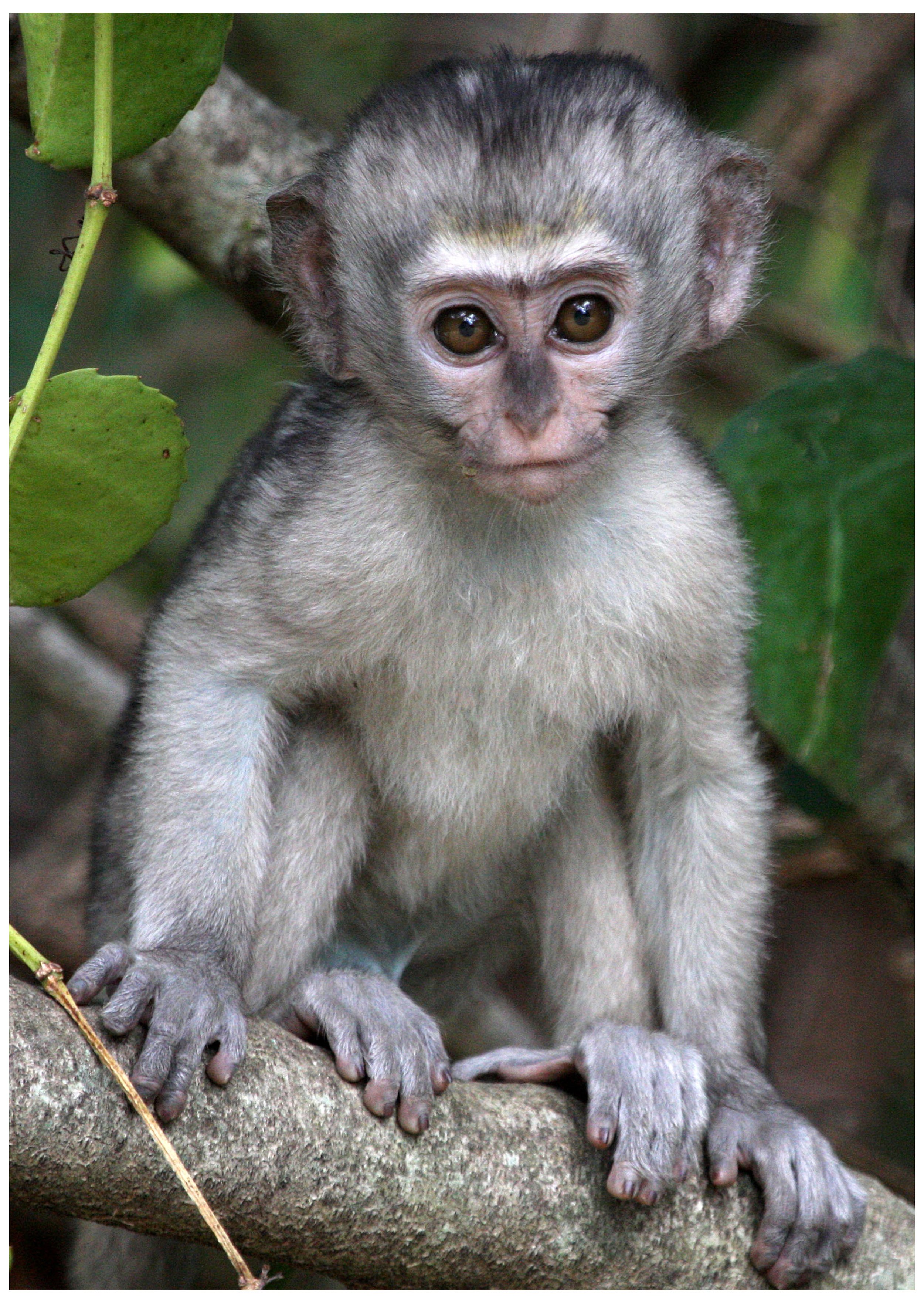 Vervet Monkey Baby