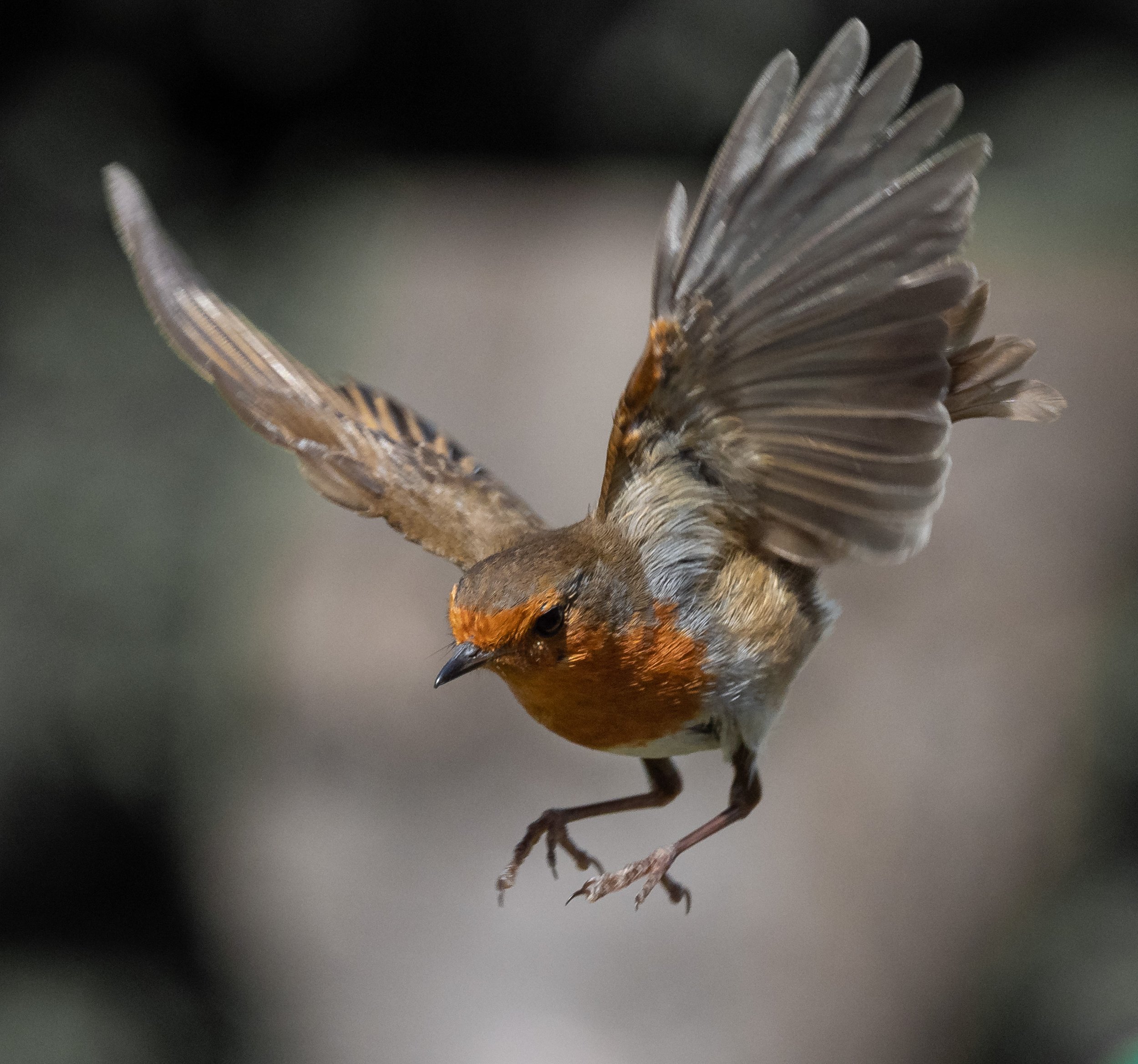 Robin in Flight