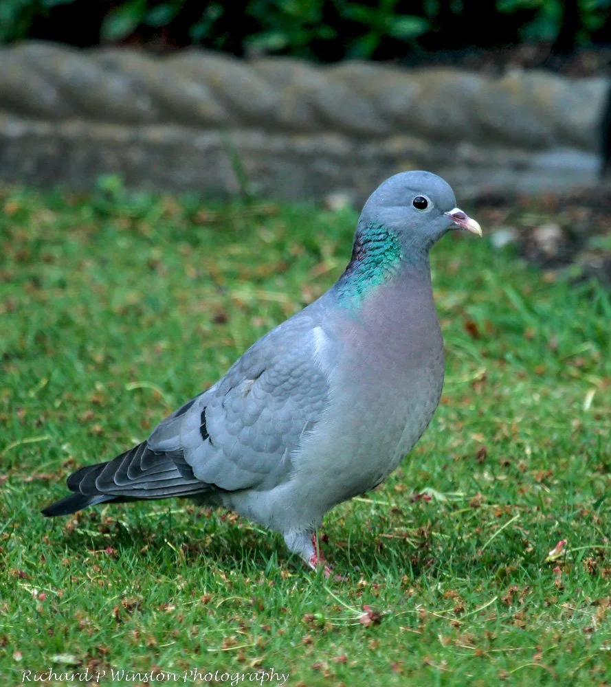 Stock Dove