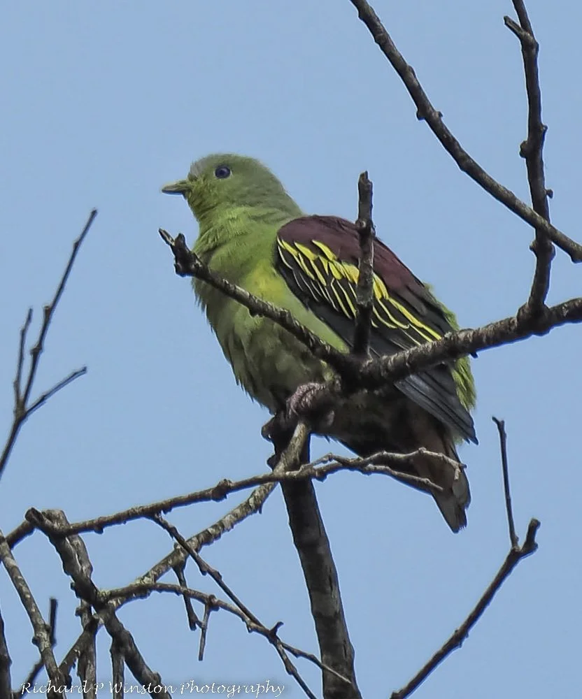 Grey-fronted Green Pigeon