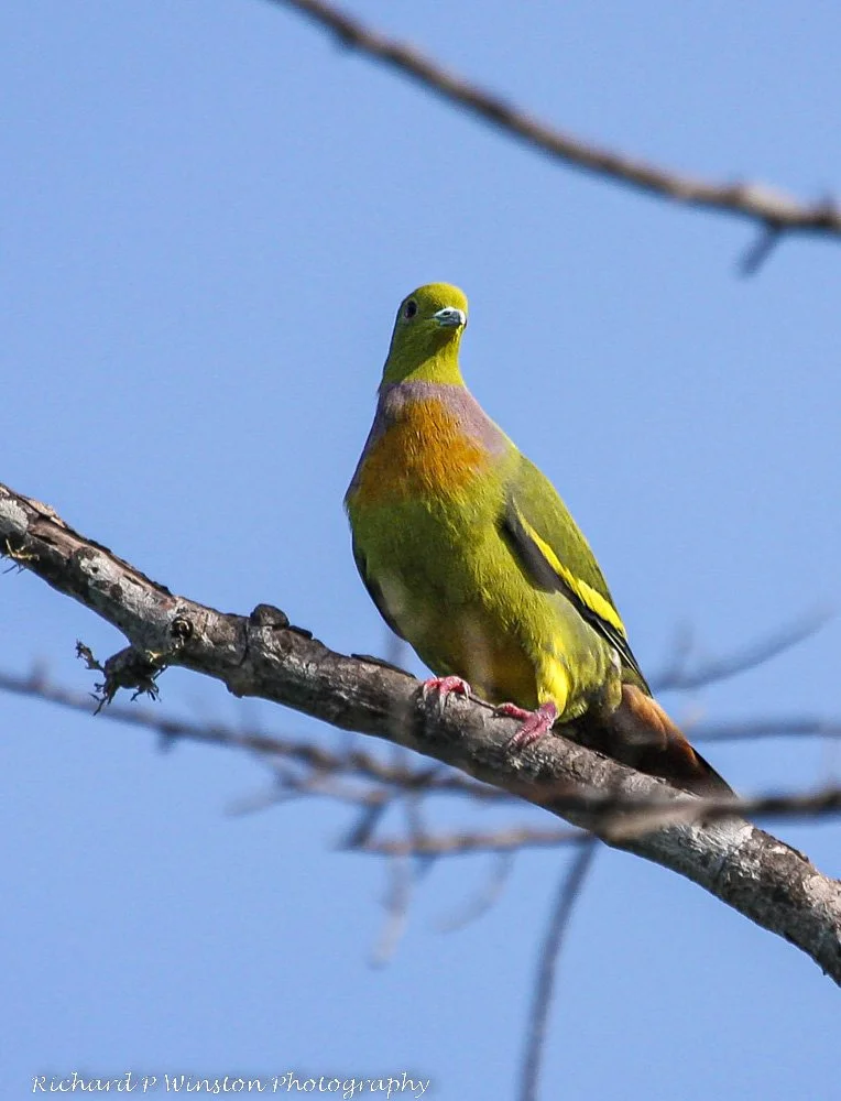 Orange-breasted Green Pigeon