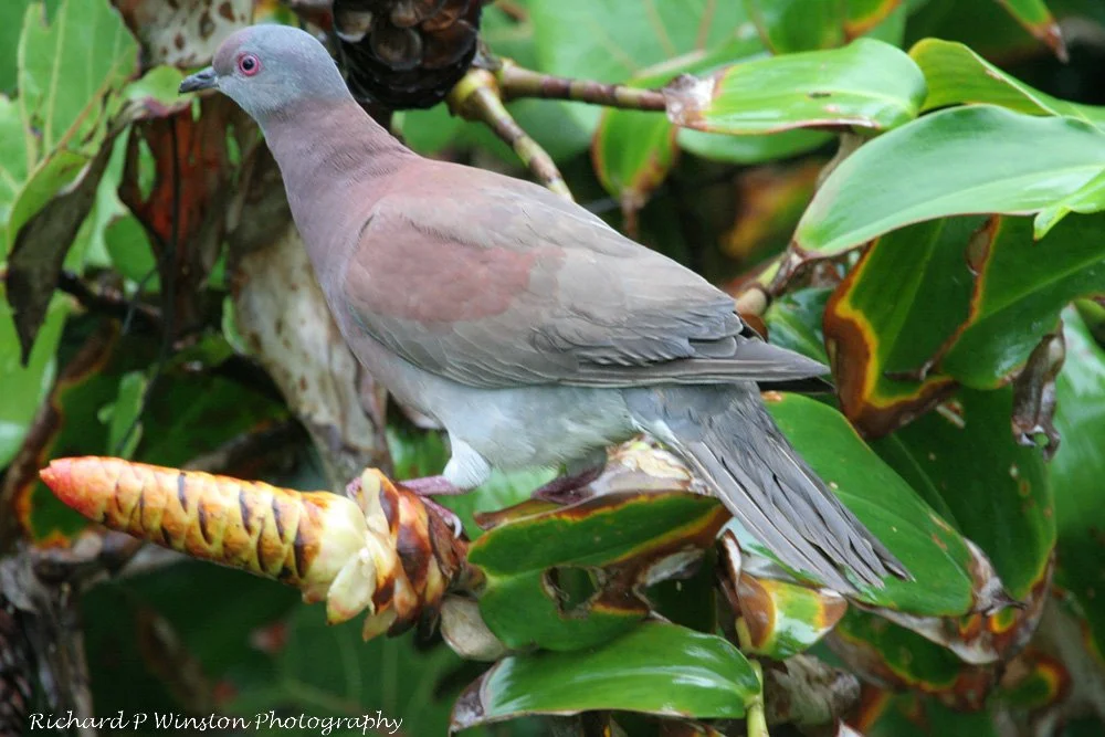 Pale-vented Pigeon