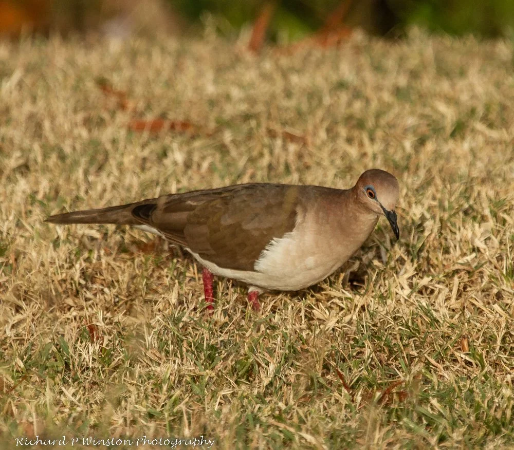 White-tipped Dove
