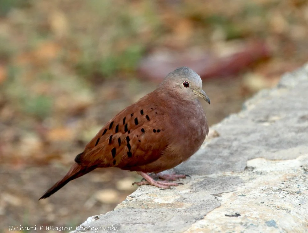 Ruddy Ground Dove