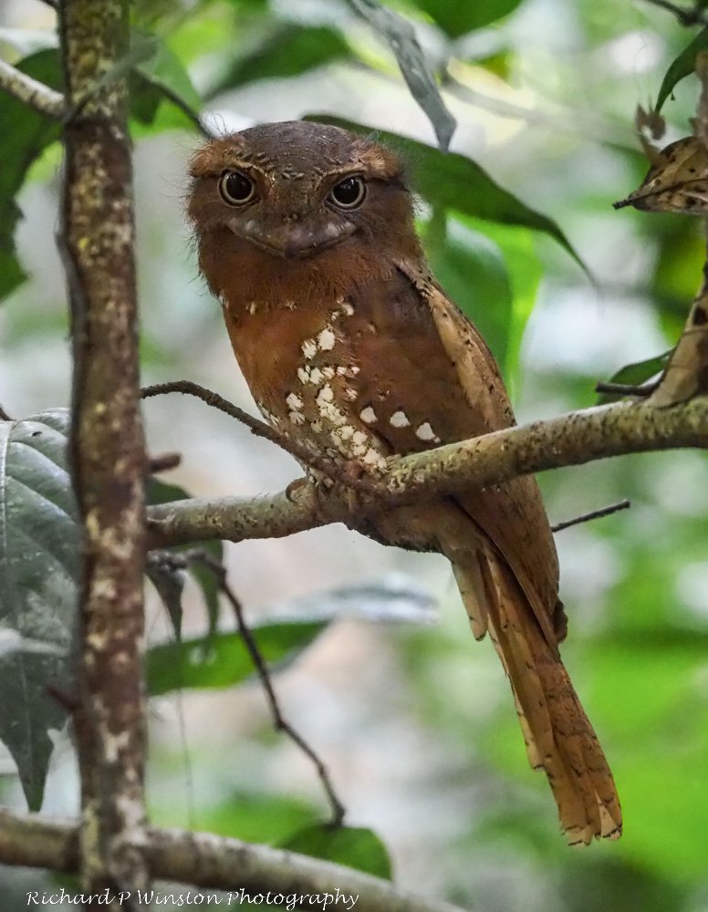 Sri Lanka Frogmouth