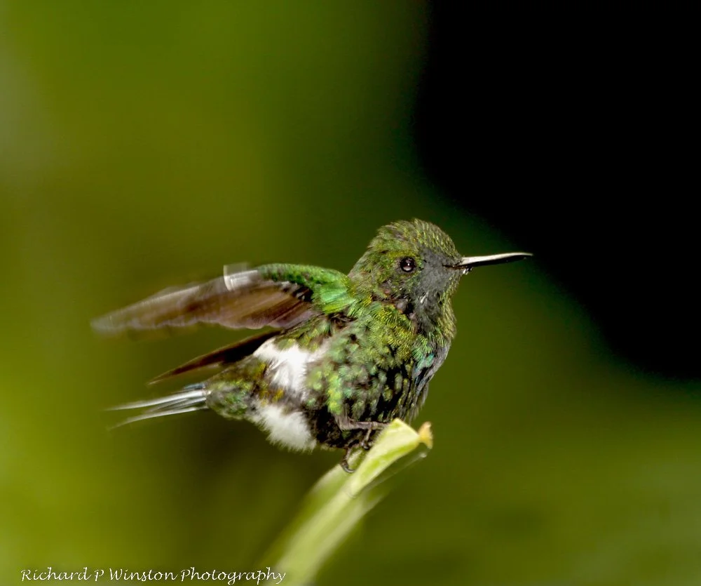 Green Throntail