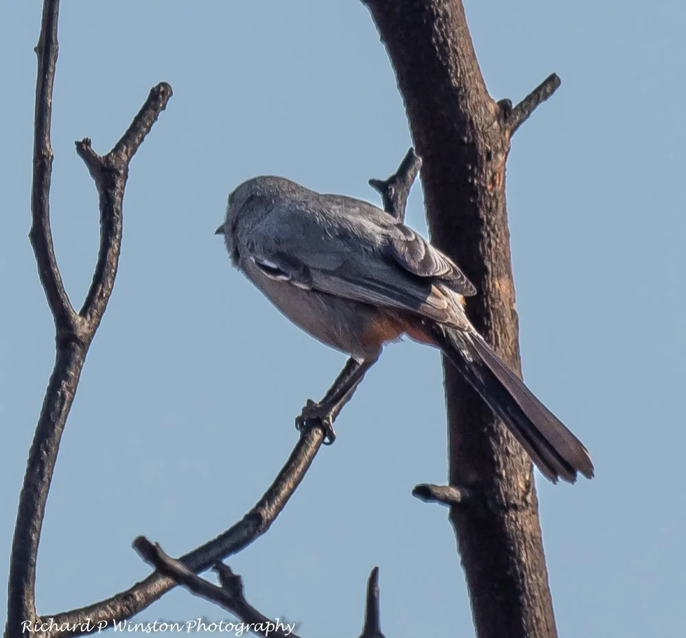 Chestnut-vented Warbler