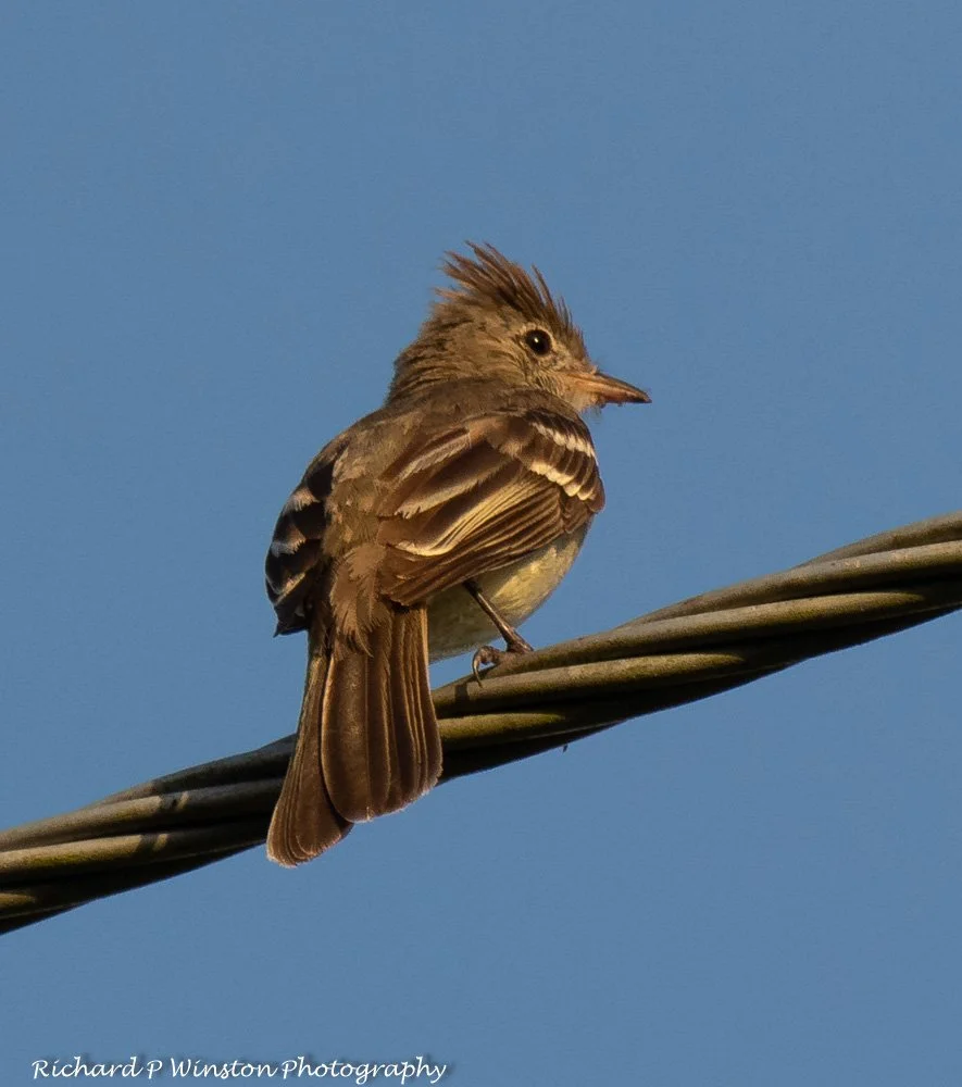 Yellow-bellied Elaenia