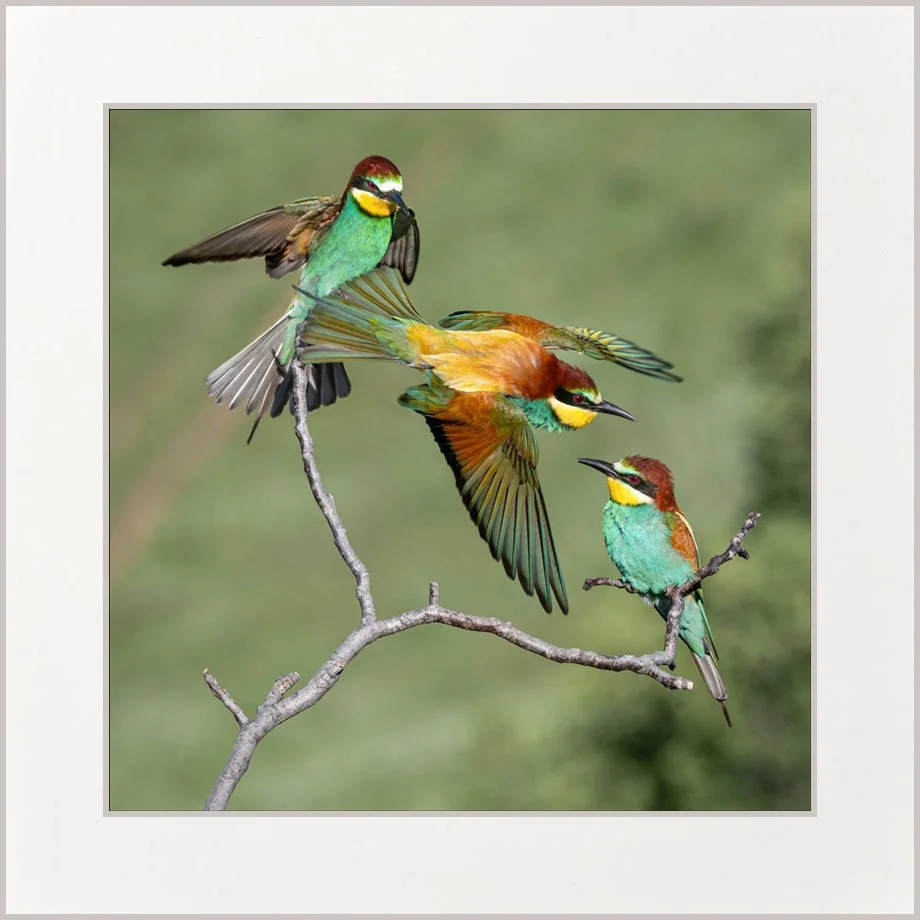 Bee-eater Flypast mounted copy 2.jpg