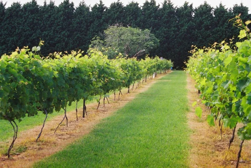 vineyard-800x600.jpg