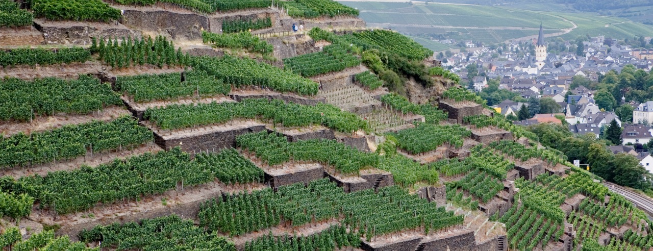 The well-terraced Ahr Valley.