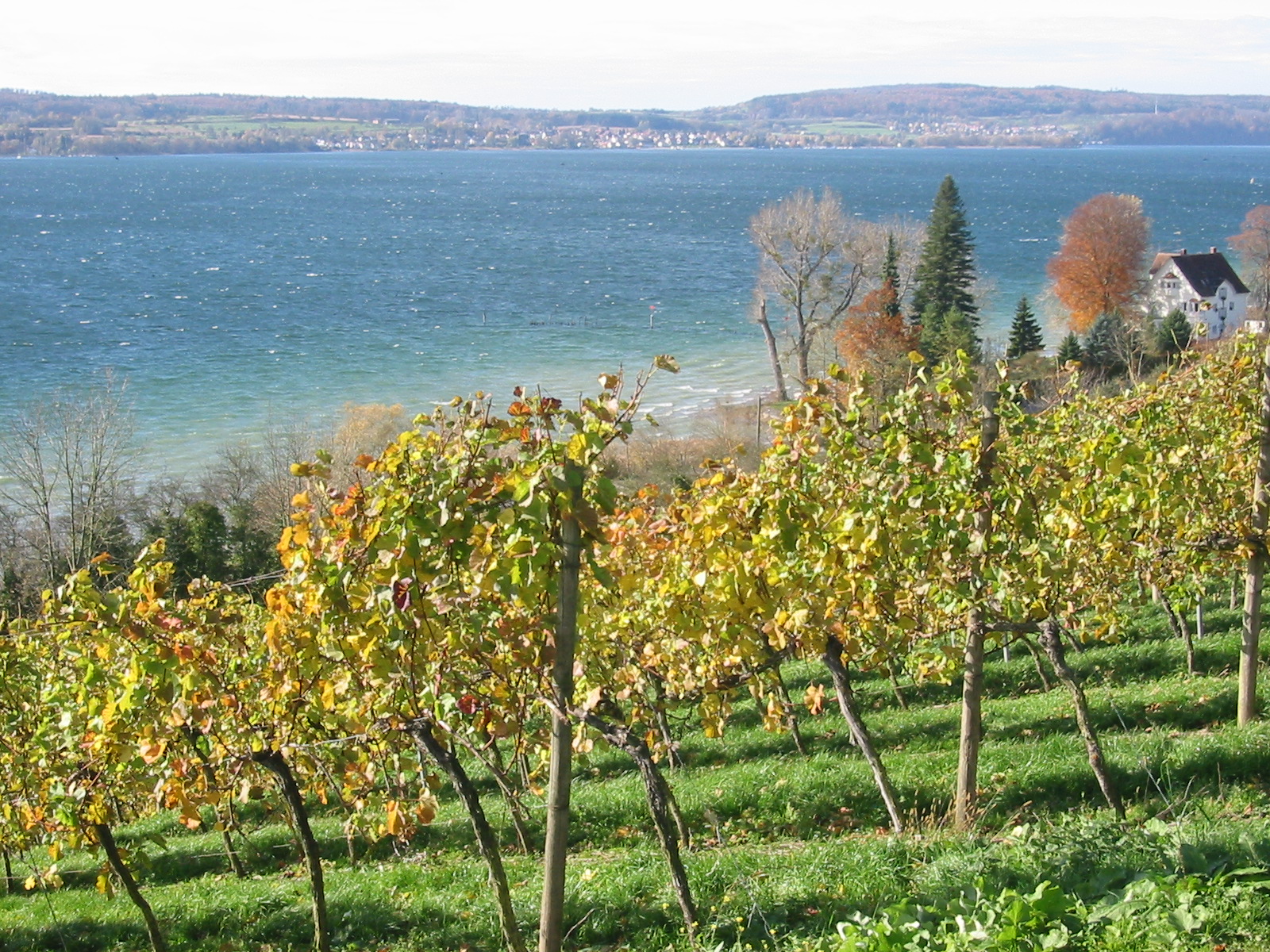 Baden Vineyards looking over Lake Constance (Bodensee)