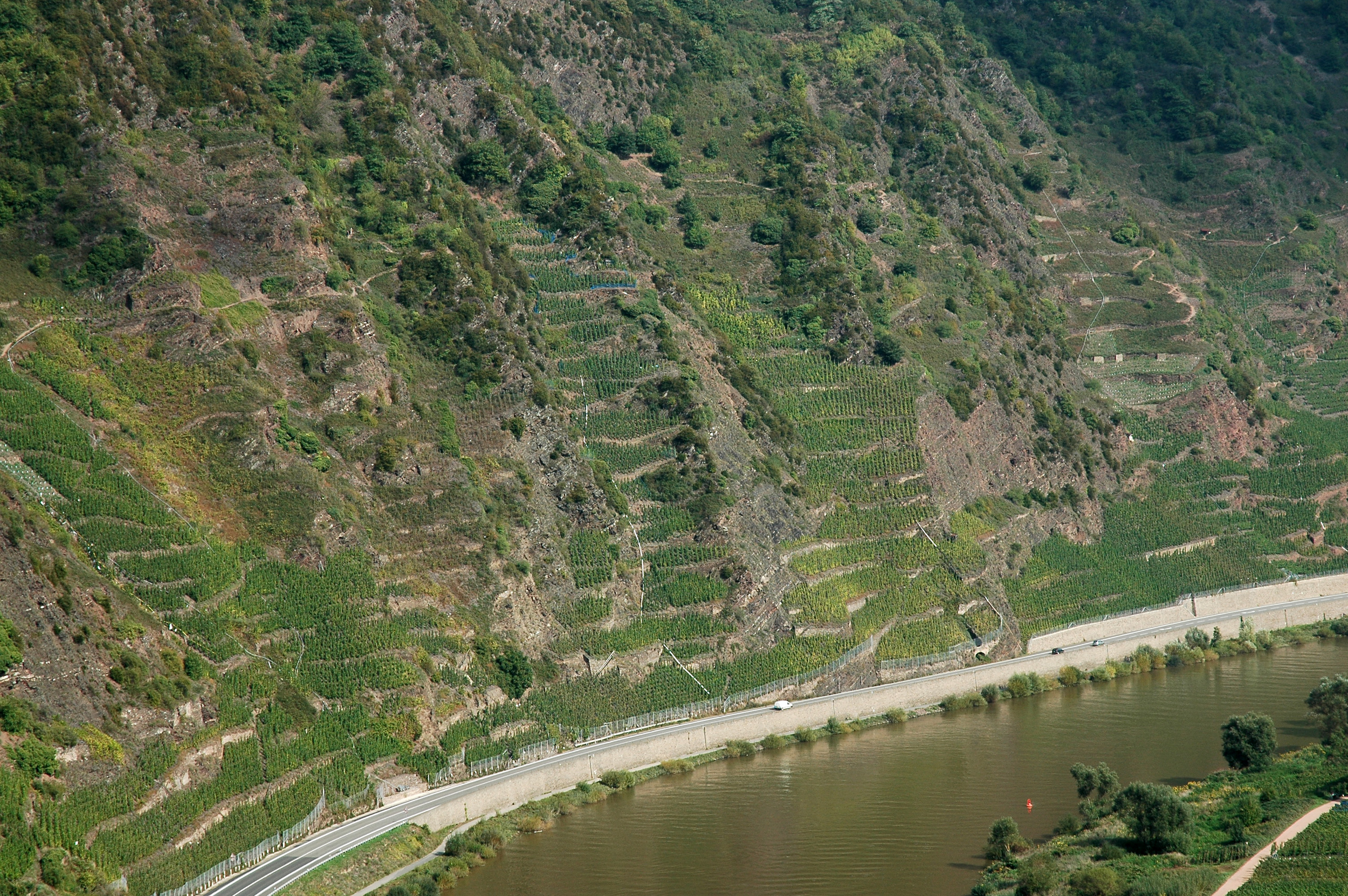 The full extent of the amazing Calmont Vineyard.