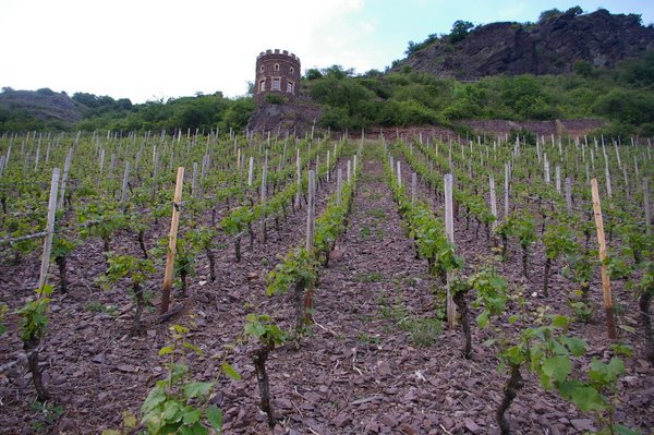 Felsenberg vineyard. Photo courtesy of Jamie Good @ wineanorak.com