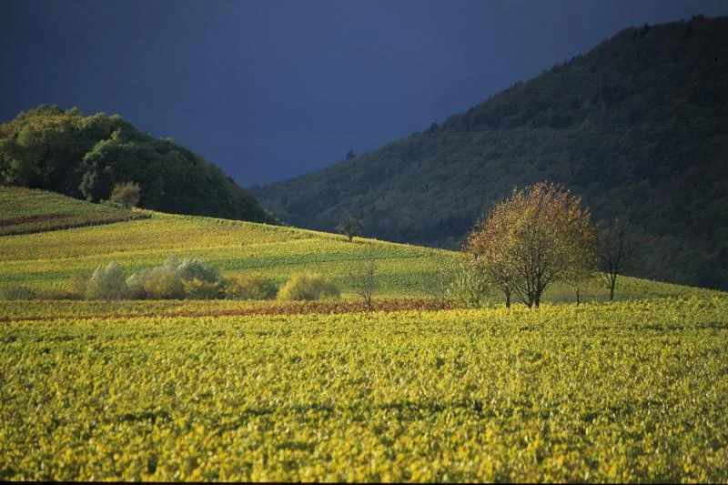 Pfalz has the largest amount of Riesling planted in a single Wine Region at over 5500ha